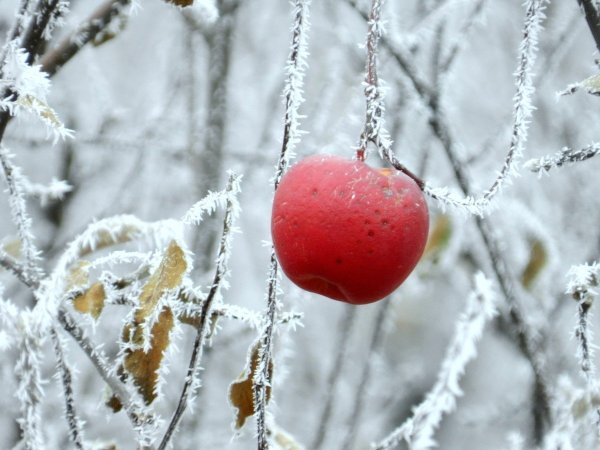 Яблоки на зиму