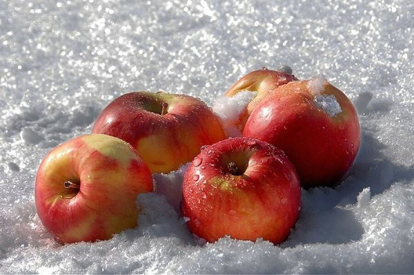 Яблоки зимние красные