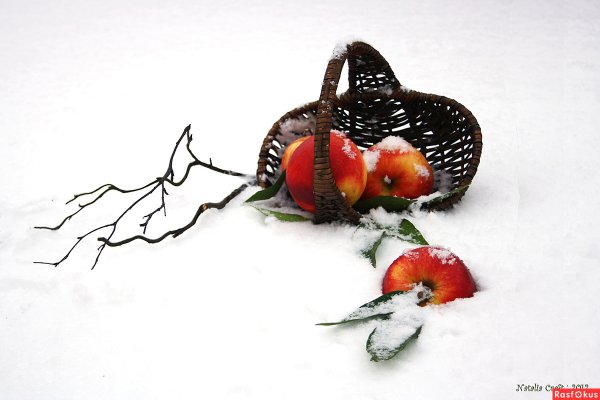 Яблоки на снегу
