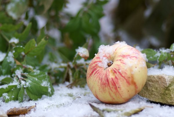 Яблоня в снегу