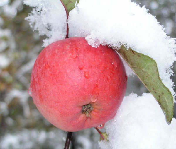 Яблоня зимняя Пермякова
