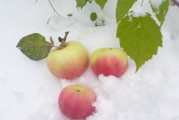 Зимние розовые яблоки