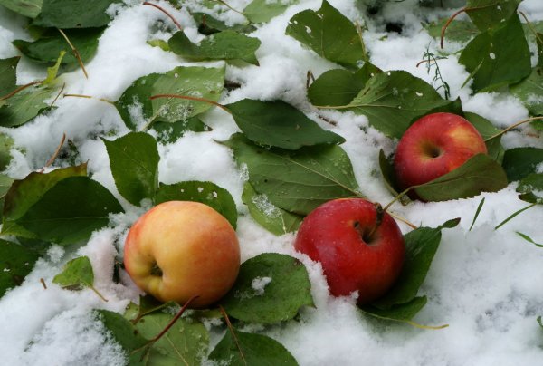 Яблоки на снегу