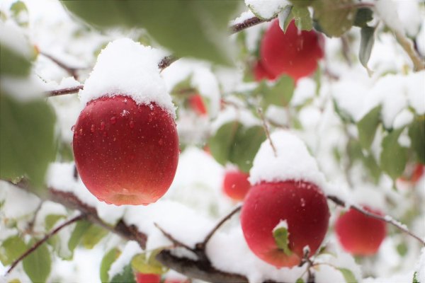 Яблочки зимой