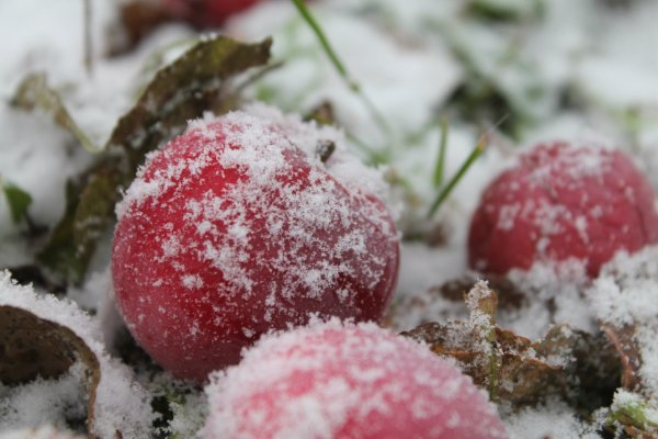 Яблоня в снегу