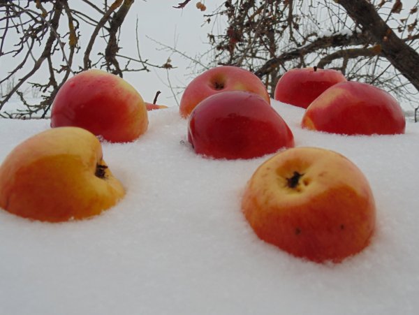 Зимние розовые яблоки