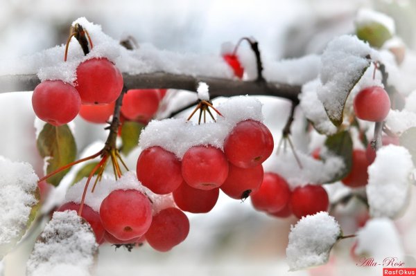 Райские яблоки под снегом