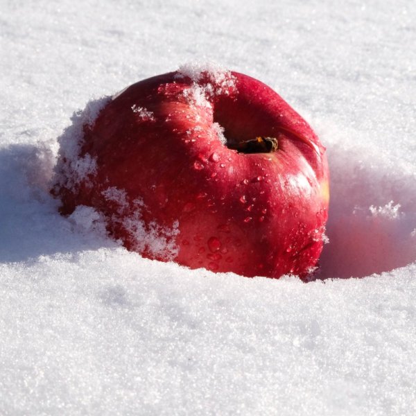 Розовые яблоки на снегу
