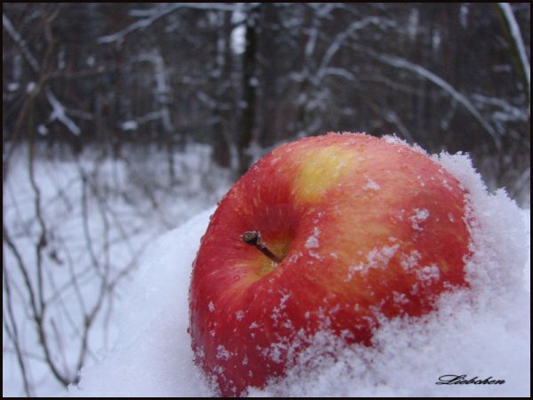 Яблочный снег