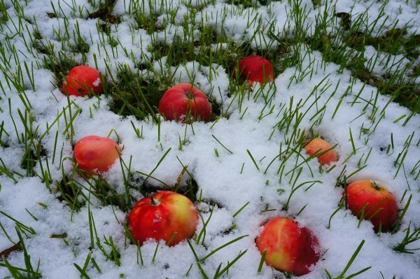 Яблоня в снегу