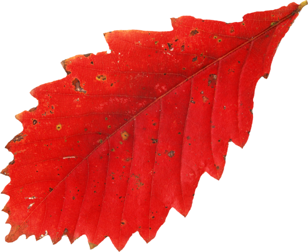 Красивые осенние листочки