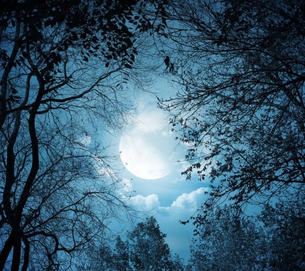 Лунный свет