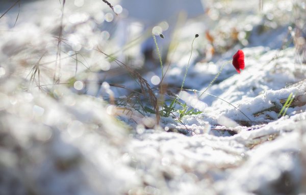 Снег весной