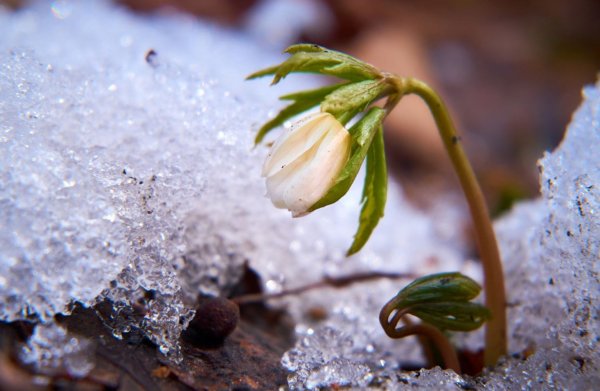 Подснежник снежный