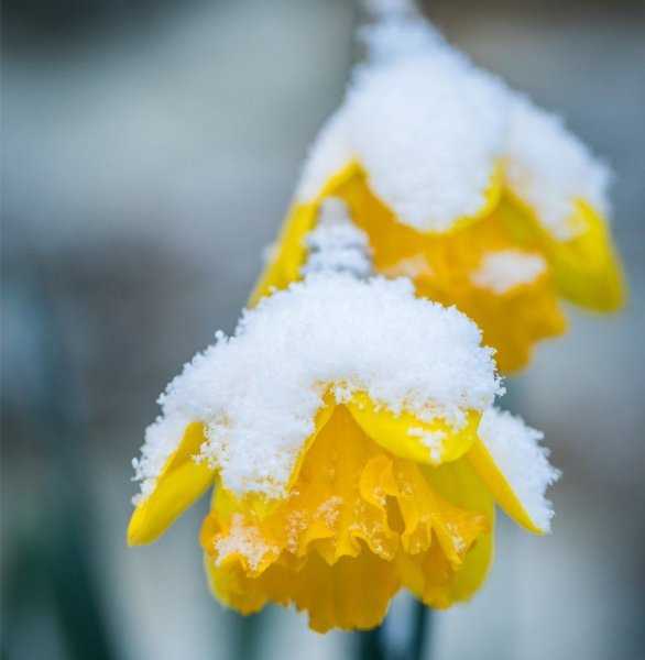 Желтые нарциссы зимой