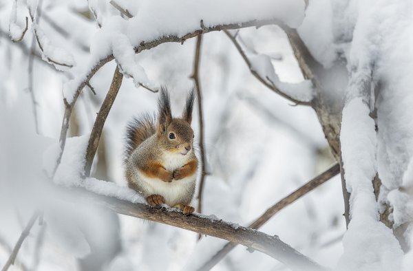 Белка в снегу