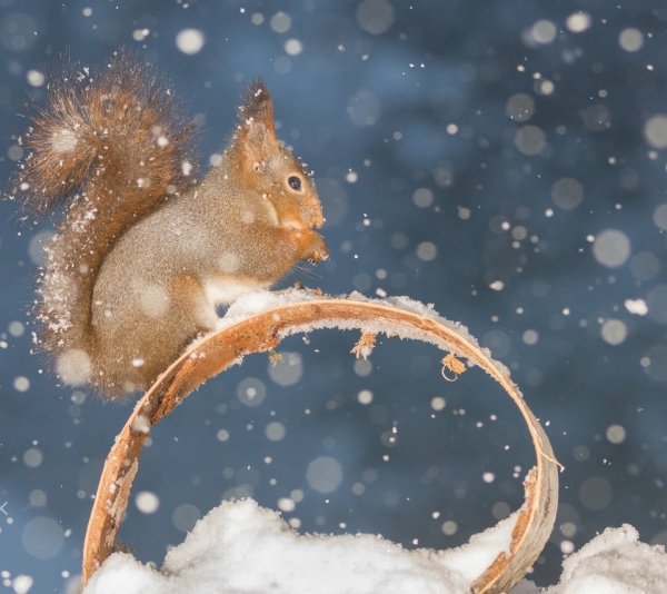 Животные на зимнем фоне