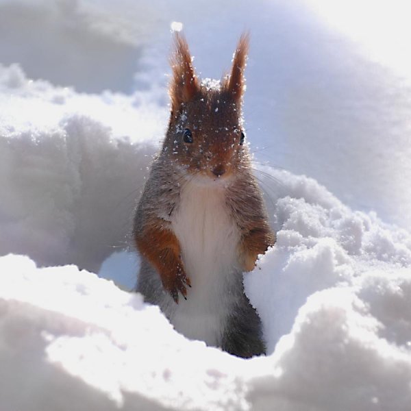 Зверушки в снегу