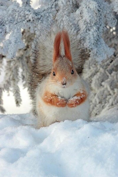 Животные зимой