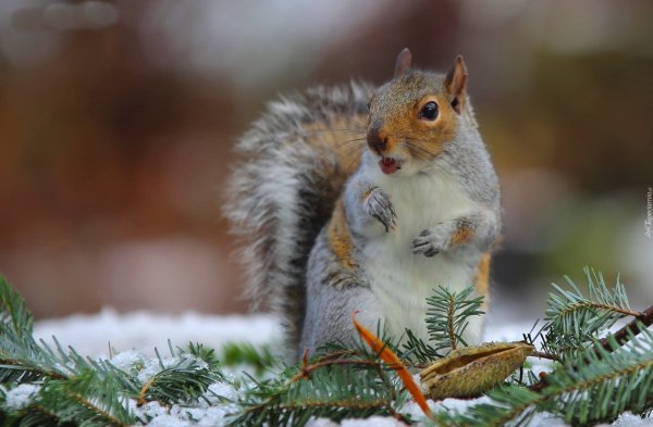Белка в декабре
