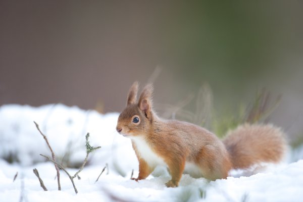 Белочка в снегу