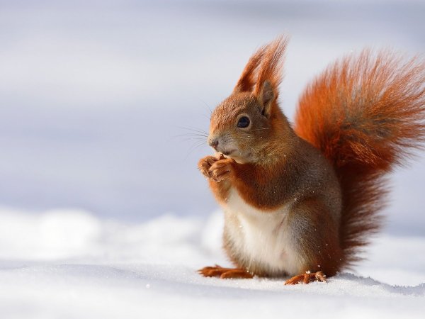 Умные белки