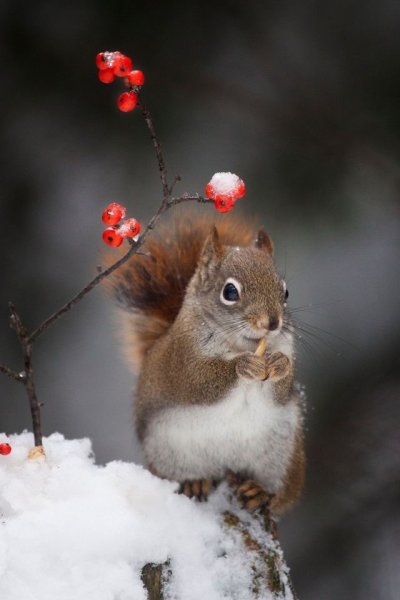 Зимние зверьки