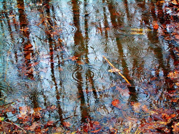 Осень дождь