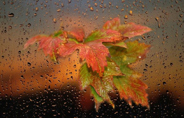 Дождливая осень