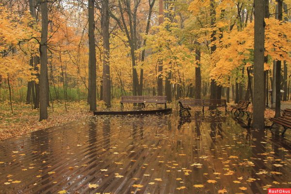 Дождливая осень