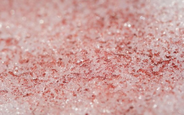 Красный снег и Снежная хламидомонада