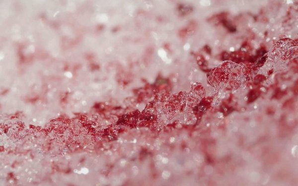 Красный снег хламидомонада