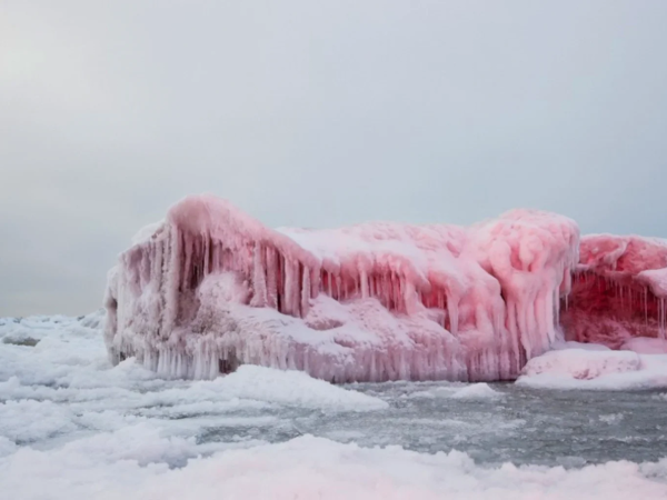 Красный снег в Антарктиде