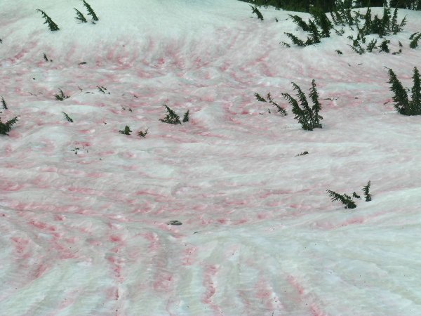 Хламидомонада Арбузный снег