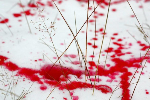 Ленточка красная и снег