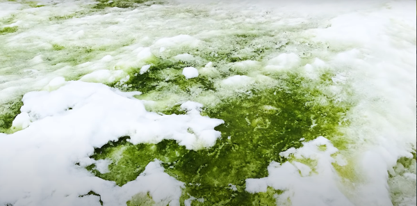 Цианобактерии льдов Антарктики