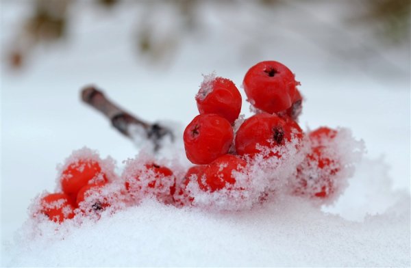 Красные ягоды на снегу