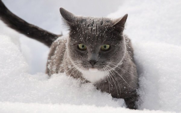 Британец в снегу