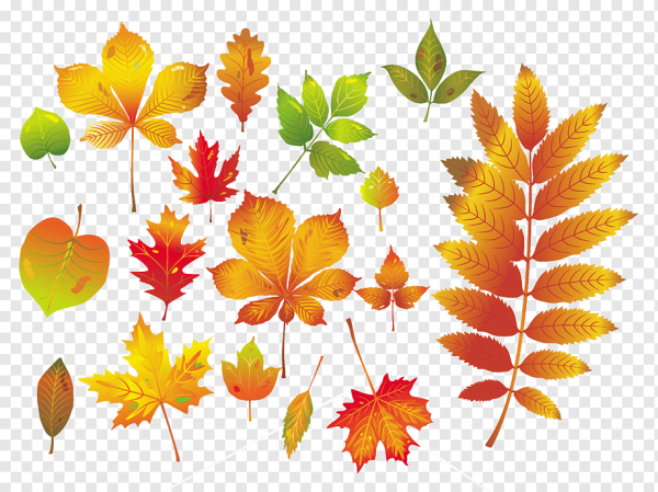 Осенние листья вектор