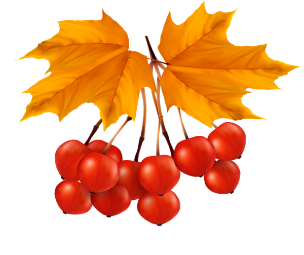 Осенние листочки картинки