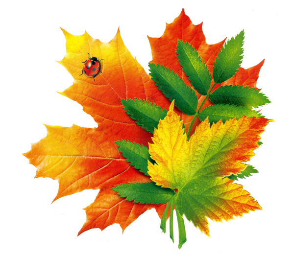 Осенние листочки