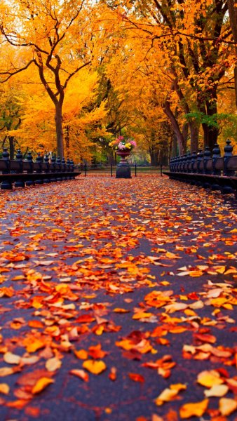 Аватарка осень