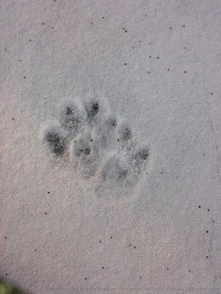 Рысь Сибирская следы