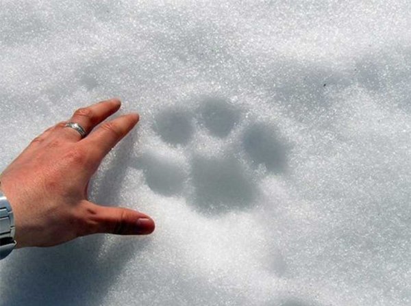 Рысьи следы