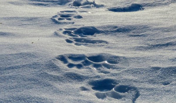 Следы на снегу
