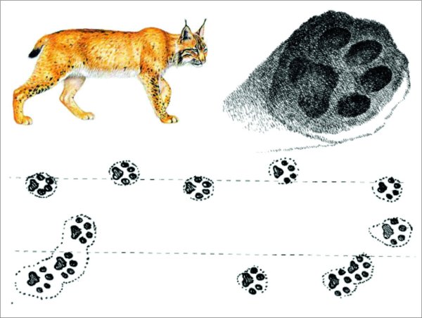 Волчий след на снегу и собачий