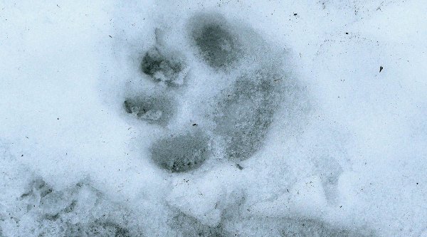 След рыси на земле