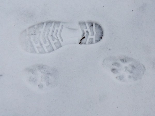 Отпечаток следа рыси