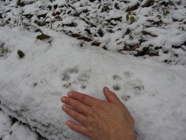 Следы рыси зимой