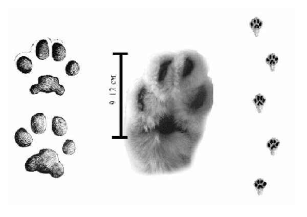 След рыси на земле